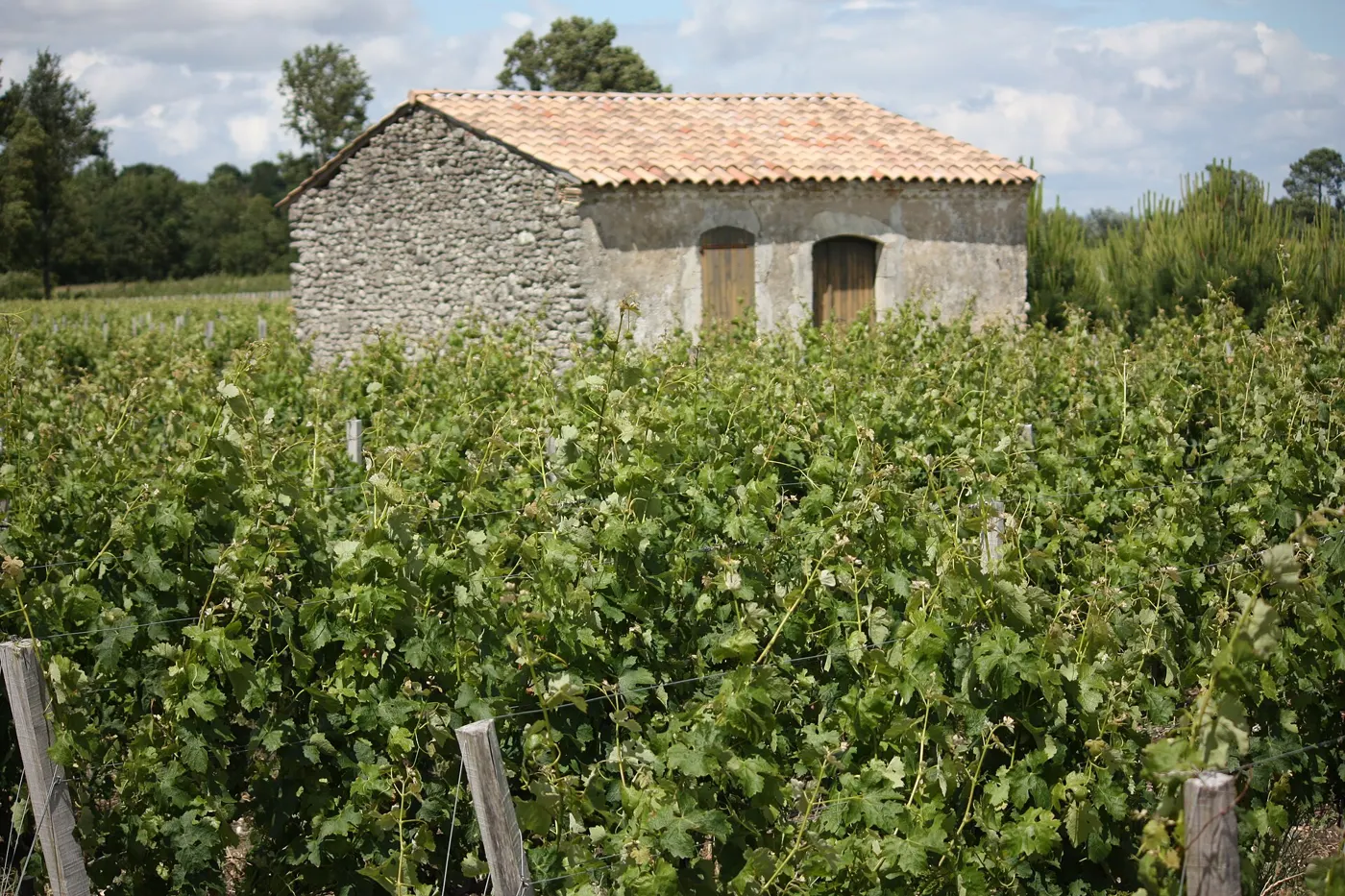 Les vignes de Moulis-en-Médoc